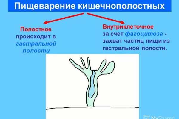 Как написать администрации даркнета кракен