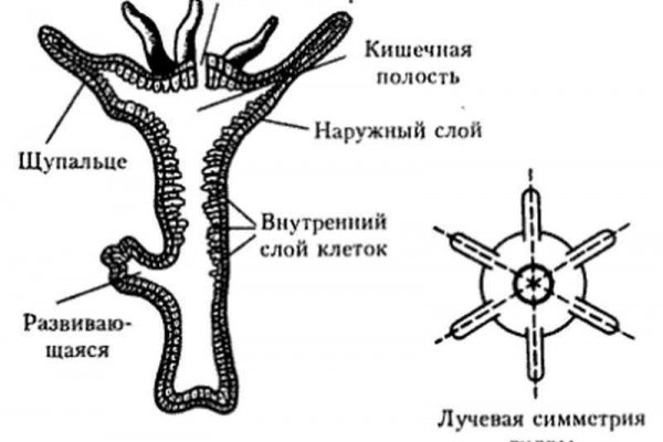 Кракен купить гашиш