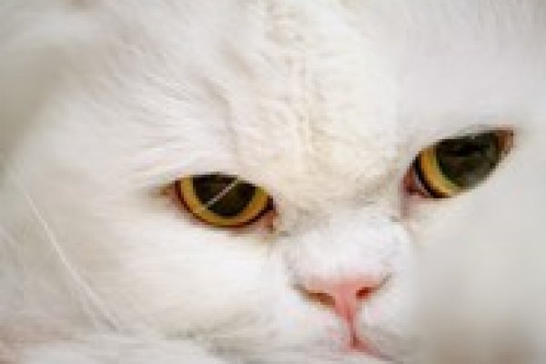 Кракен kr2web in